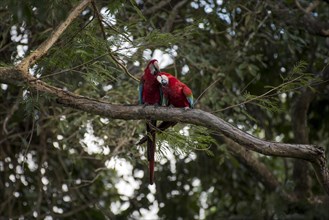 Red-and-green macaw