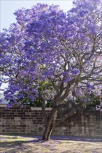 Flowering Blue Jacaranda