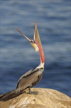 Brown Pelican