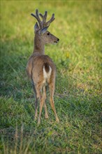 Pampas deer