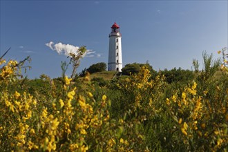 Broom in front of lighthouse Dornbush on the Schluckwieksberg