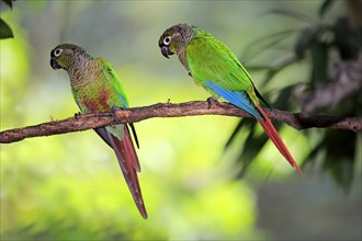 Green-cheeked parakeets