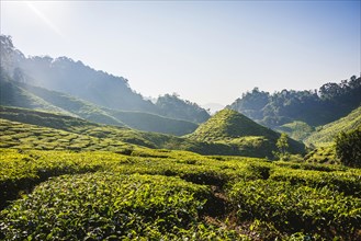 Hilly landscape with tea plantations