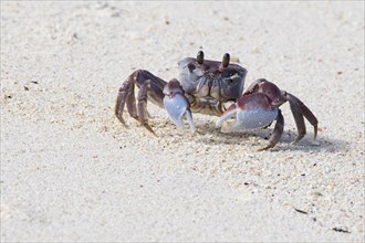 Smooth-handed Ghost Crab