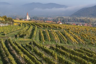 Autumnal vineyards in Weissenkirchen in the Wachau