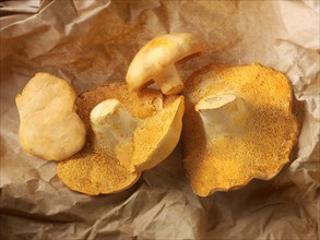Organic Pied de Mouton Mushrooms