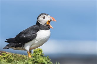 Puffin