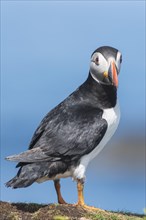 Puffin