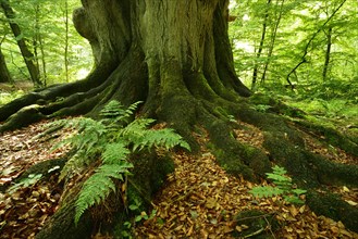 Roots with moss and ferns