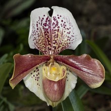 Venus Slipper