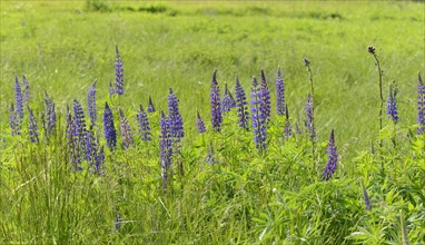 Narrow-leafed lupins