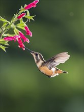 Purple-throated woodstar