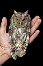 Peru Screech Owl