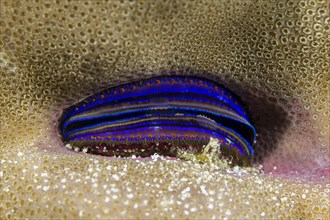 Blue burrows clam