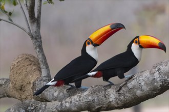 Couple of Toco Toucan