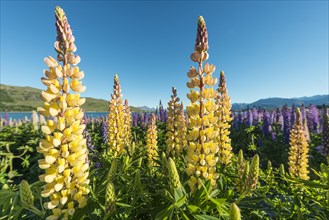 Yellow Large-leaved lupines