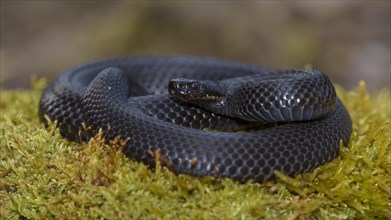 Common European Viper