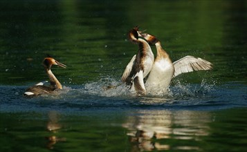 Great crested grebes