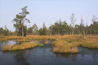 Autumn in the raised bog