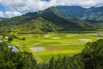 Taro fields near Hanalei on the island of Kauai