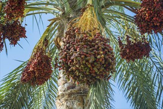 Ripe red fruits dates on date palm