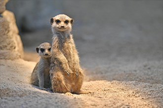 Meerkats or suricates