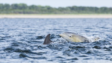 Common bottlenose dolphin