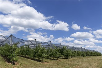 Pear plantation with hails net