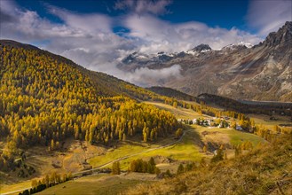 Autumnal larches with mountain village Crasta