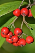 Willow-leaved cotoneaster