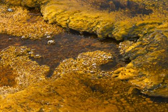 Bacterial growth in the warm stream of a thermal spring