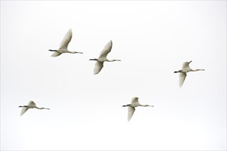 Flock of flying common spoonbills