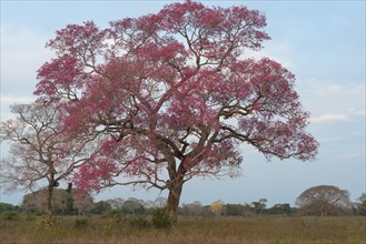 Pink Ipe tree