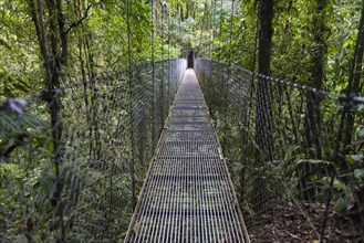 Suspension bridge in the Rainforest
