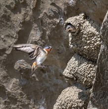 American cliff swallow