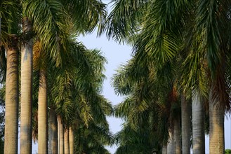 Avenue with Royal palms