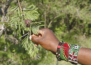 Maasai hand holding whistling thorn