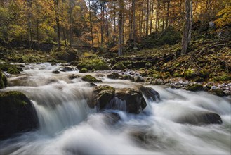 Forest stream