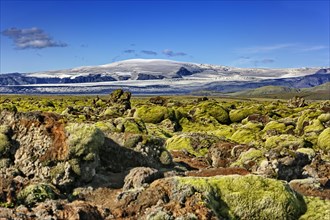 Moss-covered lava field Laufskalavaroa