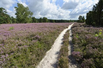 Sand path through heathland with blossoming heather