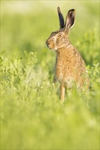 European hare