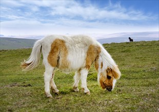 Dartmoor Pony grazing