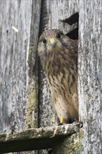 Young common kestrel