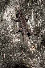 Amazon lava lizard