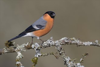 Eurasian bullfinch