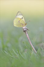 Common Clouded Yellow