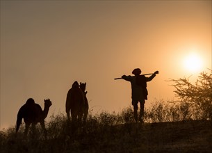 Camel driver with his camels at dusk