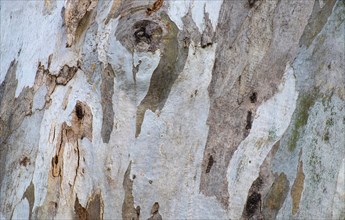 Bark of eucalyptus tree