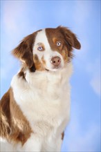 Border Collie mixed breed
