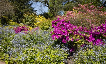 Flowering Rhododendron and Gamander speedwell